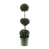 Buxus semp. Trio-Ball