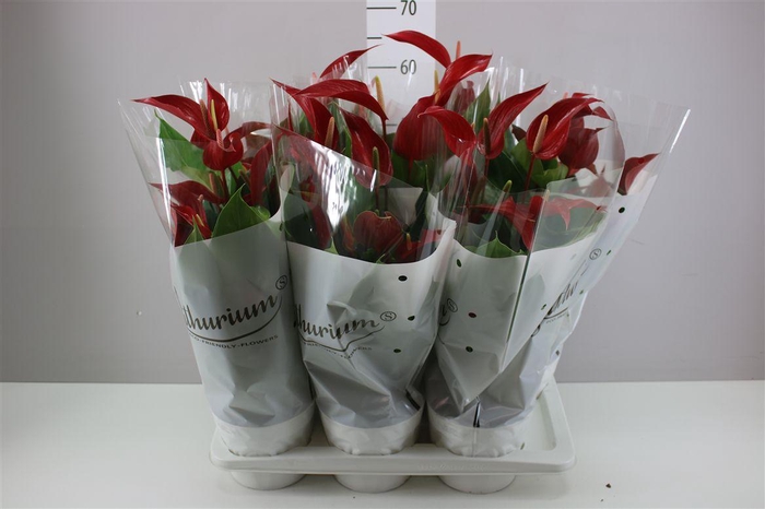 <h4>Anth Banderola Roja</h4>