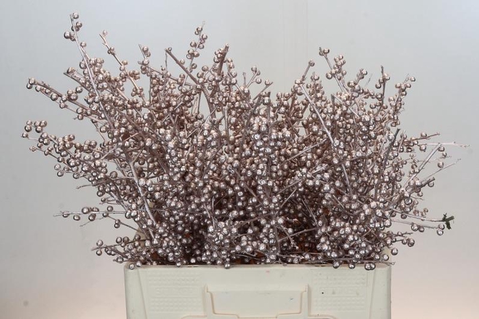 Ilex paint Champagne