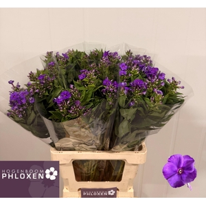 PHLOX CRISSY
