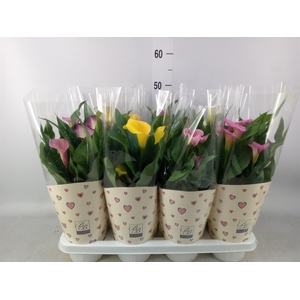 Zantedeschia   ...