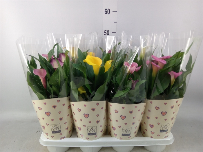 <h4>Zantedeschia   ...</h4>