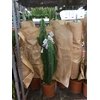 Euphorbia overig