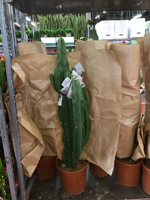 Euphorbia overig