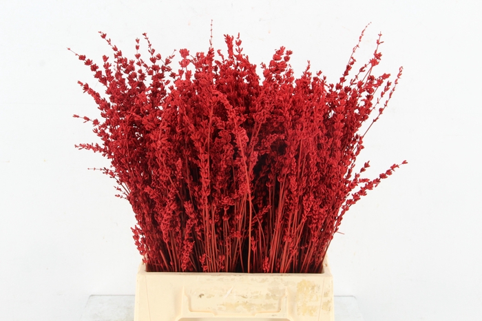 <h4>DF Lavender Bs Red</h4>