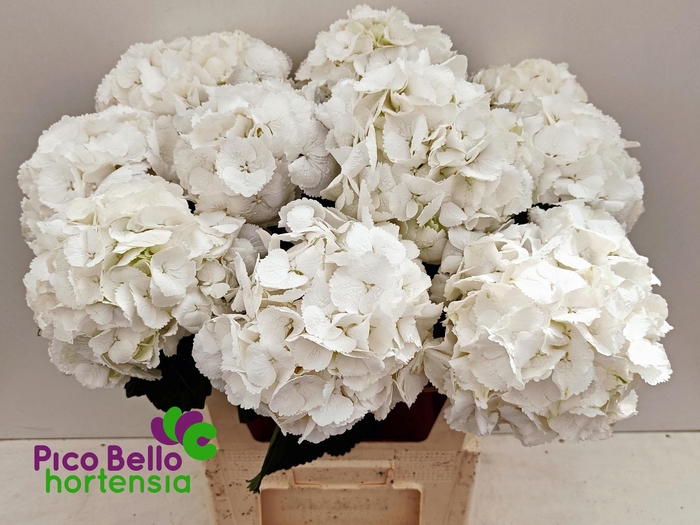 <h4>HYDR M SCHNEEBALL</h4>