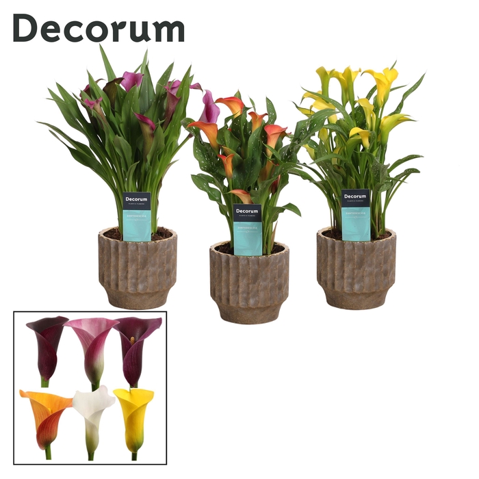 <h4>Zantedeschia Mix in Ompot Jane (Decorum)</h4>