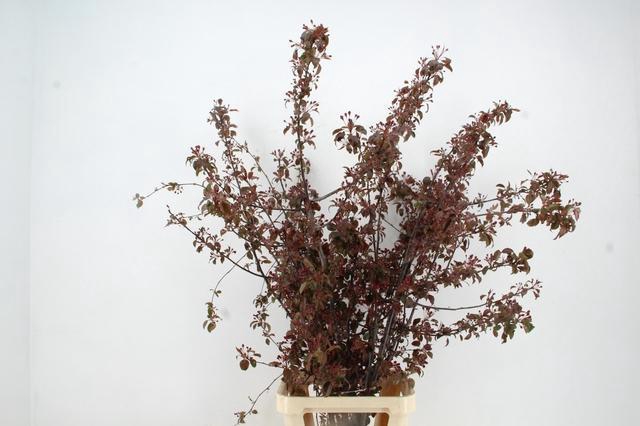 <h4>MALUS GORGEOUS BLOSSOM PER STEM 150CM</h4>