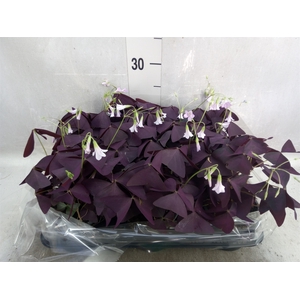 Oxalis   ...