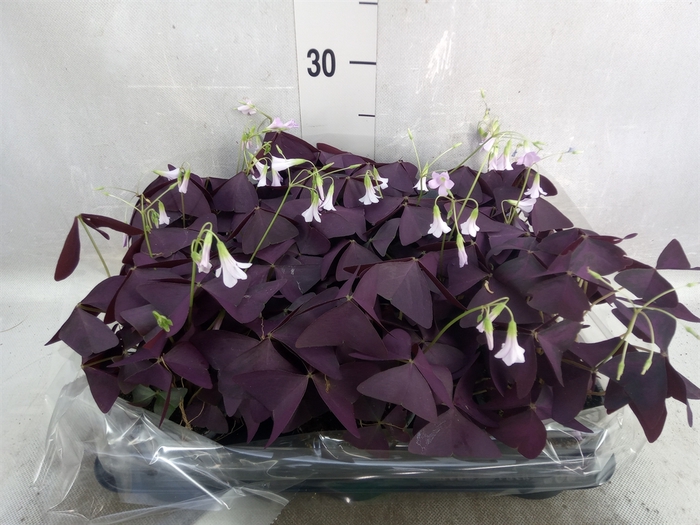 Oxalis   ...