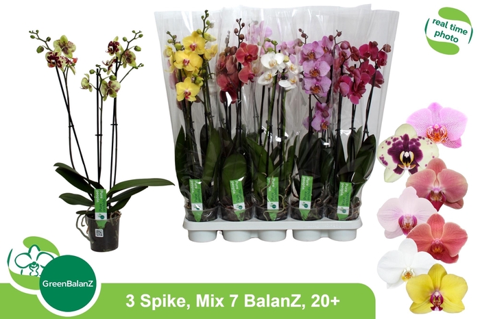 <h4>PHAL GEM 7 KL</h4>