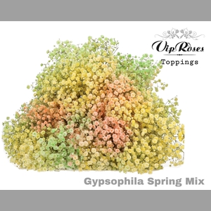 GYPS PA SPRING MIX