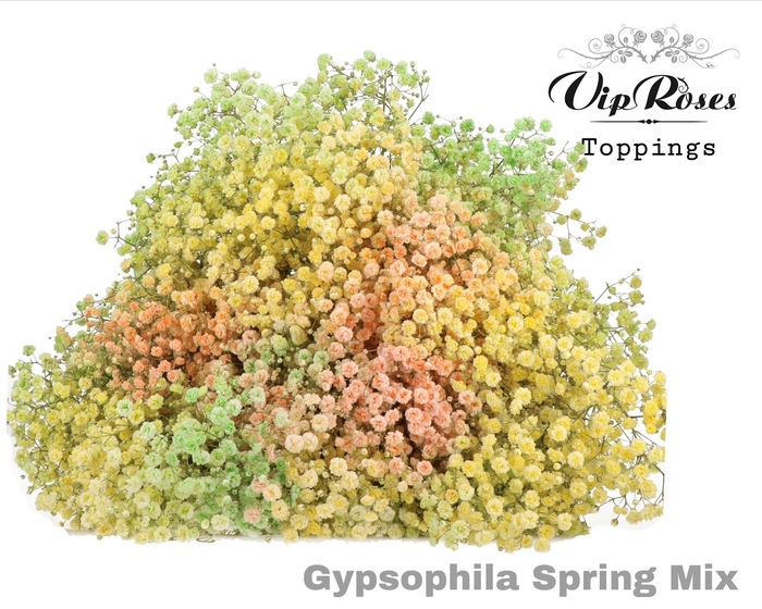 <h4>Gyps Pa Spring Mix</h4>