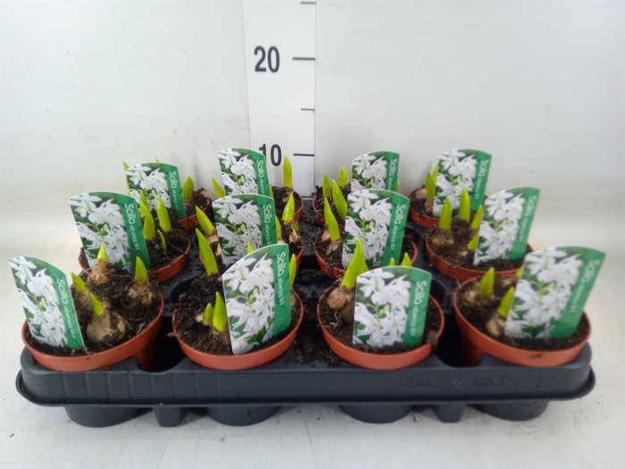 <h4>Scilla siberica</h4>