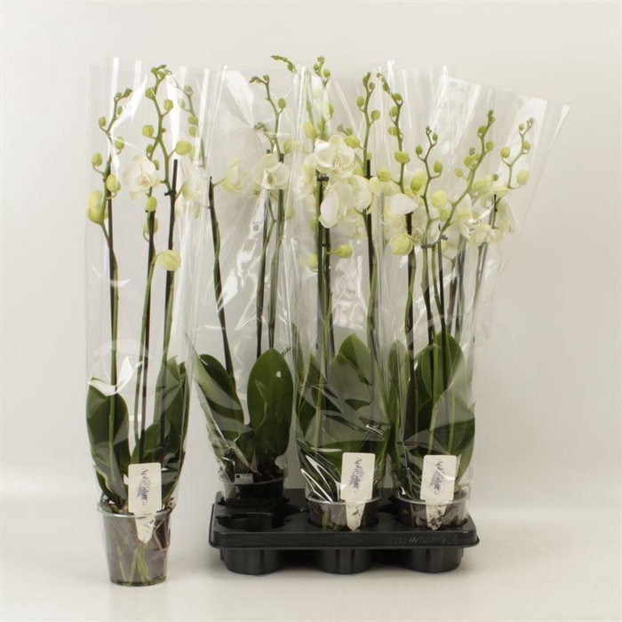 <h4>PHAL OV WIT</h4>