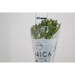 ALSTROEMERIA PURPLE RAIN 080 CM