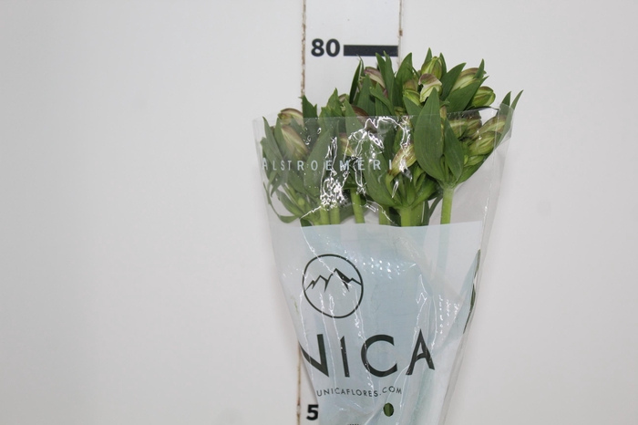 <h4>ALSTROEMERIA PURPLE RAIN 080 CM</h4>