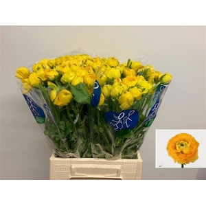 RAN RA INR DONK GEEL