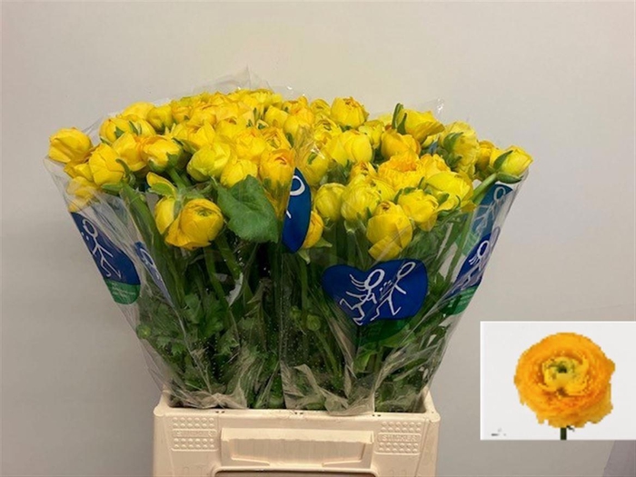 <h4>RAN RA INR DONK GEEL</h4>