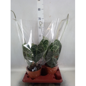 Anthurium clarinervium