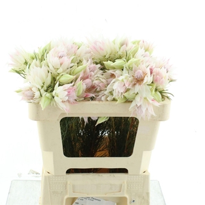 Blushing Brides White 2-3