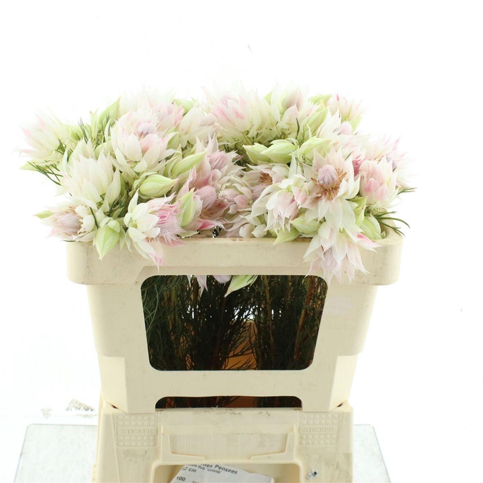 <h4>Blushing Brides White 2-3</h4>