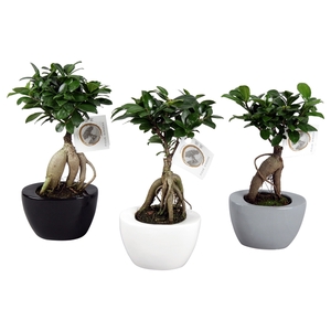 Ficus m. Ginseng pot ø09cm in ø14cm Folded pot colormix