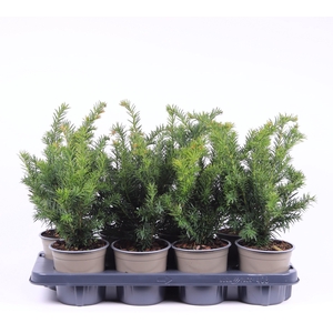 Taxus baccata 'Repandens'
