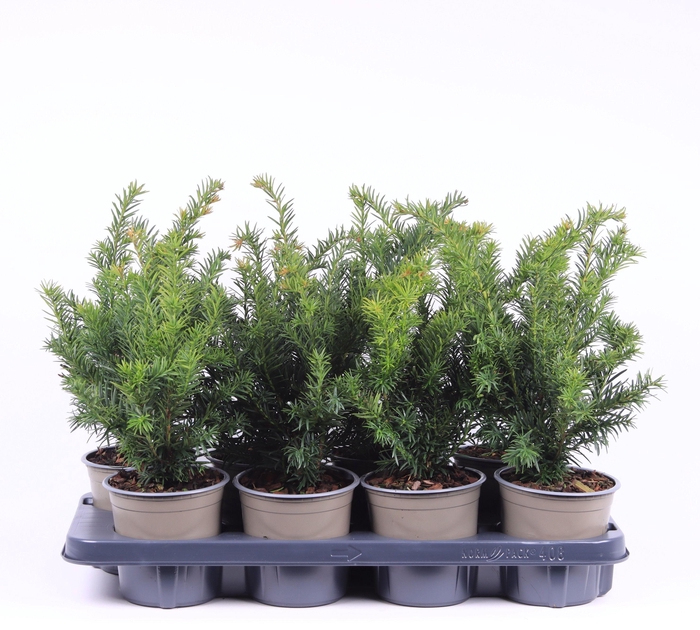 <h4>Taxus baccata 'Repandens'</h4>