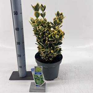 Euonymus japonicus Ovatus Aureus