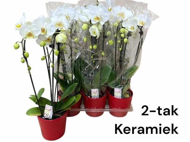 <h4>ARR PHALA MT 14+</h4>