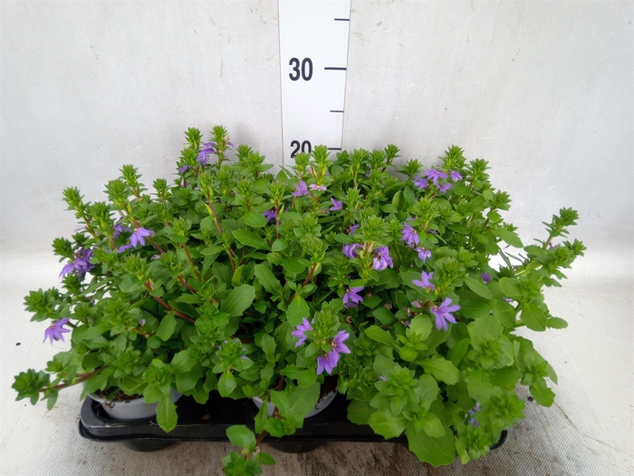 <h4>Scaevola aemula 'Blue Fan'</h4>