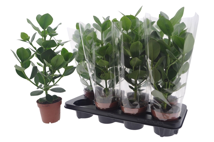 <h4>CLU RO PRINCESS</h4>