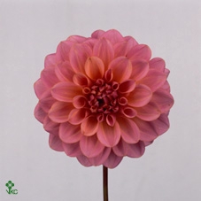 Dahlia Doris Duke