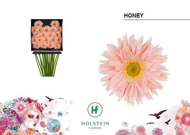 <h4>Germini Spider Honey Diamond per kaart</h4>