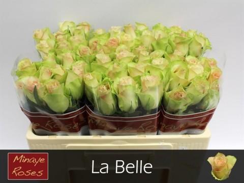 <h4>Rosa large la belle</h4>