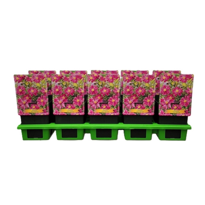 <h4>Anemone hupehensis Prinz Heinrich</h4>