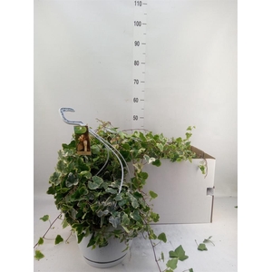 Hedera helix 'White Wonder'