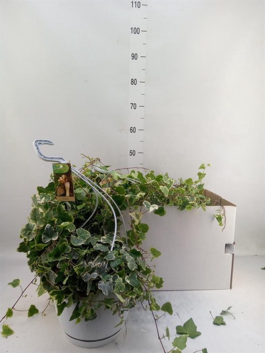 <h4>Hedera helix 'White Wonder'</h4>