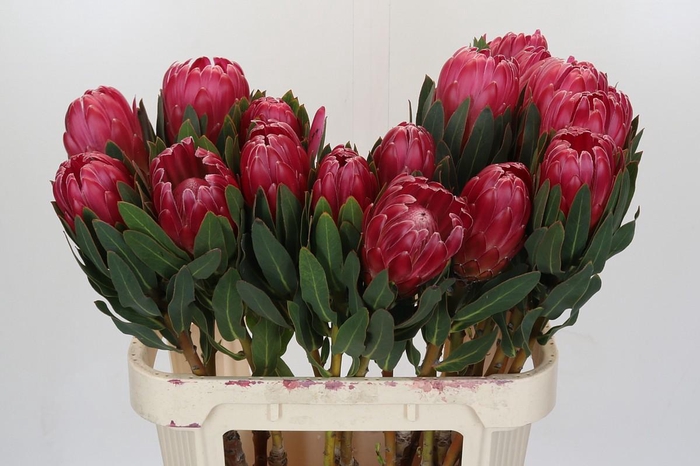 <h4>Protea Brenda</h4>