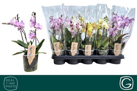 <h4>Phal Mf Gem 3 Kl</h4>