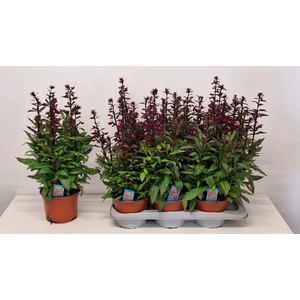 LOBE SP FAN BURGUNDY