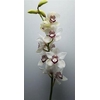 Cymbidium White 12-15 Flowers