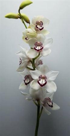 Cymbidium White 12-15 Flowers