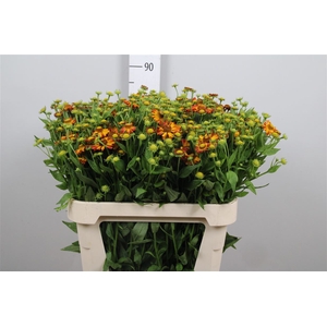 Helen Orange Beauty