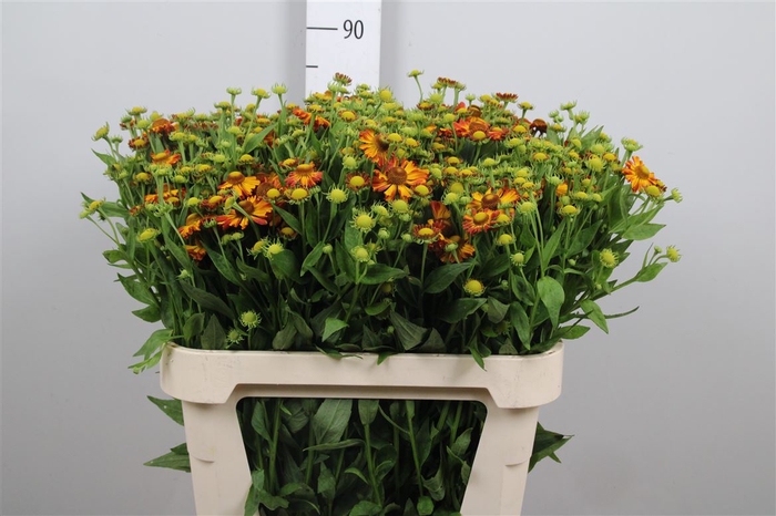 <h4>Helen Orange Beauty</h4>