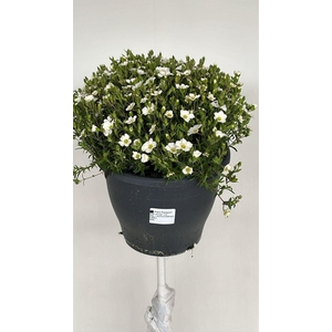Arenaria montana