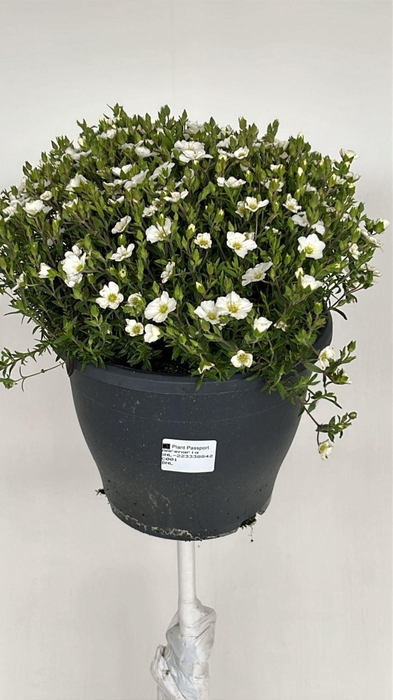 <h4>Arenaria montana</h4>