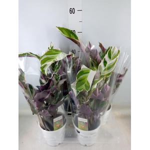 Calathea  'Fusion White'