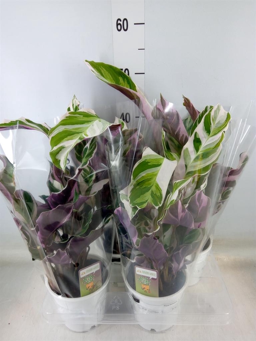 <h4>Calathea 'Fusion White'</h4>
